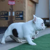 Hammer, a male French Bulldog for sale in Kernersville, NC – Photo 1 of 6