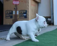 Hammer, a male French Bulldog for sale in Kernersville, NC – Photo 1 of 6