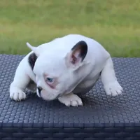 Hammer, a male French Bulldog for sale in Kernersville, NC – Photo 3 of 6