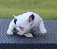 Hammer, a male French Bulldog for sale in Kernersville, NC – Photo 3 of 6