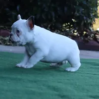 Hammer, a male French Bulldog for sale in Kernersville, NC – Photo 5 of 6