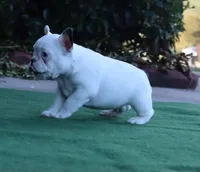 Hammer, a male French Bulldog for sale in Kernersville, NC – Photo 5 of 6