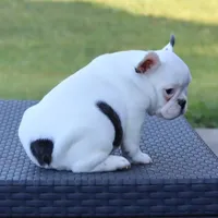 Hammer, a male French Bulldog for sale in Kernersville, NC – Photo 6 of 6