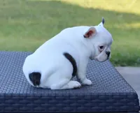 Hammer, a male French Bulldog for sale in Kernersville, NC – Photo 6 of 6