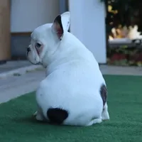 Hammer, a male French Bulldog for sale in Kernersville, NC – Photo 4 of 6