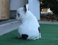 Hammer, a male French Bulldog for sale in Kernersville, NC – Photo 4 of 6