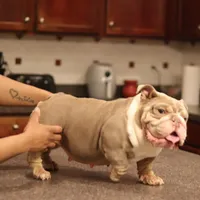 Sasha, a female English Bulldog for sale in Kernersville, NC – Photo 5 of 6