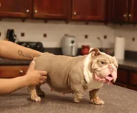 Sasha, a female English Bulldog for sale in Kernersville, NC – Photo 5 of 6