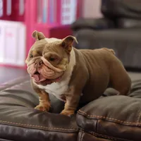 Sasha, a female English Bulldog for sale in Kernersville, NC – Photo 1 of 6