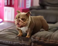 Sasha, a female English Bulldog for sale in Kernersville, NC – Photo 1 of 6