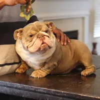 Sasha, a female English Bulldog for sale in Kernersville, NC – Photo 2 of 6