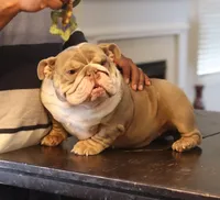 Sasha, a female English Bulldog for sale in Kernersville, NC – Photo 2 of 6