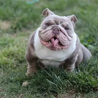 Sasha, a female English Bulldog for sale in Kernersville, NC – Photo 6 of 6