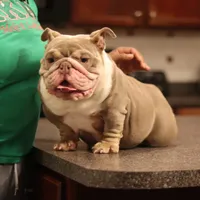 Sasha, a female English Bulldog for sale in Kernersville, NC – Photo 3 of 6