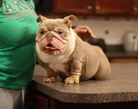 Sasha, a female English Bulldog for sale in Kernersville, NC – Photo 3 of 6