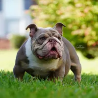 Sasha, a female English Bulldog for sale in Kernersville, NC – Photo 4 of 6