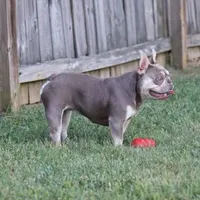 Jada, a female French Bulldog for sale in Kernersville, NC – Photo 2 of 3