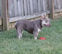 Jada, a female French Bulldog for sale in Kernersville, NC – Photo 2 of 3