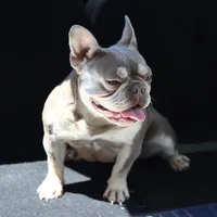 Jada, a female French Bulldog for sale in Kernersville, NC – Photo 3 of 3