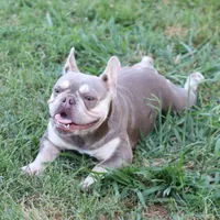 Jada, a female French Bulldog for sale in Kernersville, NC – Photo 1 of 3