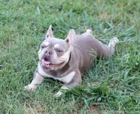 Jada, a female French Bulldog for sale in Kernersville, NC – Photo 1 of 3