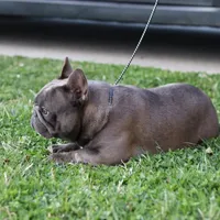 Serena, a female French Bulldog for sale in Kernersville, NC – Photo 1 of 4