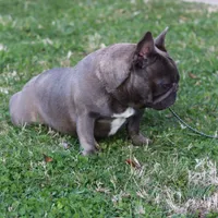 Serena, a female French Bulldog for sale in Kernersville, NC – Photo 4 of 4
