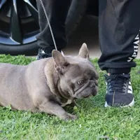 Serena, a female French Bulldog for sale in Kernersville, NC – Photo 2 of 4