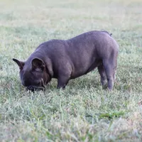 Serena, a female French Bulldog for sale in Kernersville, NC – Photo 3 of 4