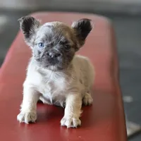 Penny, a female French Bulldog for sale in Kernersville, NC – Photo 3 of 5