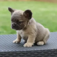 Penny, a female French Bulldog for sale in Kernersville, NC – Photo 4 of 5