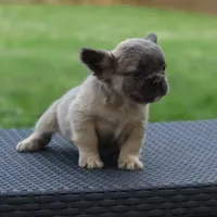 Penny, a female French Bulldog for sale in Kernersville, NC – Photo 2 of 5