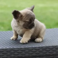 Penny, a female French Bulldog for sale in Kernersville, NC – Photo 1 of 5