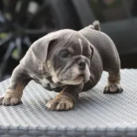 Mini, a female English Bulldog for sale in Kernersville, NC – Photo 4 of 4