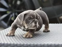 Mini, a female English Bulldog for sale in Kernersville, NC – Photo 4 of 4