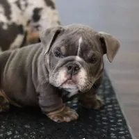 Mini, a female English Bulldog for sale in Kernersville, NC – Photo 2 of 4