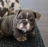 Mini, a female English Bulldog for sale in Kernersville, NC – Photo 2 of 4