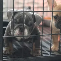 Mini, a female English Bulldog for sale in Kernersville, NC – Photo 1 of 4