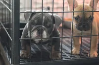 Mini, a female English Bulldog for sale in Kernersville, NC – Photo 1 of 4