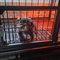 Mini, a female English Bulldog for sale in Kernersville, NC – Photo 3 of 4