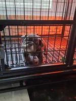 Mini, a female English Bulldog for sale in Kernersville, NC – Photo 3 of 4