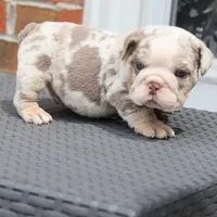 Apollo, a male English Bulldog for sale in Kernersville, NC – Photo 1 of 5