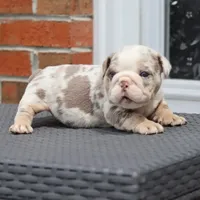 Apollo, a male English Bulldog for sale in Kernersville, NC – Photo 5 of 5