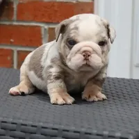 Apollo, a male English Bulldog for sale in Kernersville, NC – Photo 2 of 5