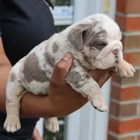 Apollo, a male English Bulldog for sale in Kernersville, NC – Photo 3 of 5
