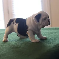 Tyson, a male English Bulldog for sale in Kernersville, NC – Photo 9 of 9