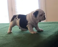 processed/b1c45721-6399-43f5-8614-5a09087da238/listing/7483ba5f-3e61-404d-9d42-f406e759b07f/274797b0-6c0b-42f6-80d1-bacb91be7370