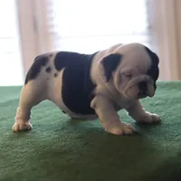 Tyson, a male English Bulldog for sale in Kernersville, NC – Photo 6 of 9