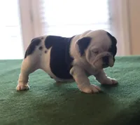 processed/b1c45721-6399-43f5-8614-5a09087da238/listing/7483ba5f-3e61-404d-9d42-f406e759b07f/576acc02-aa39-4859-8e8a-0efd0ae17cbb