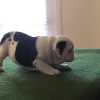 Tyson, a male English Bulldog for sale in Kernersville, NC – Photo 3 of 9